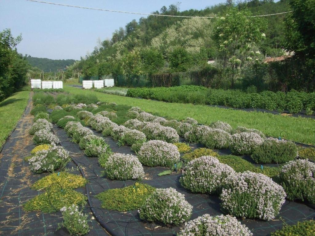Agriturismo Cascina Rossano 프로바글리오디세오 외부 사진