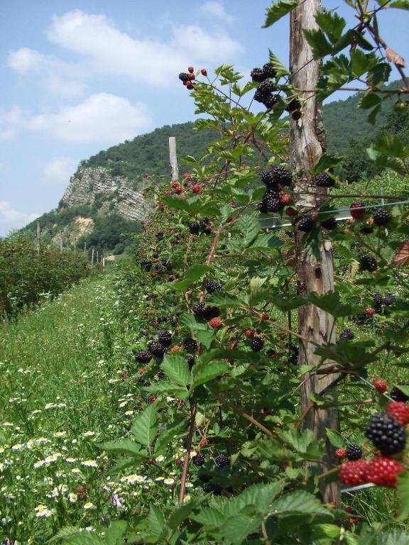Agriturismo Cascina Rossano 프로바글리오디세오 외부 사진