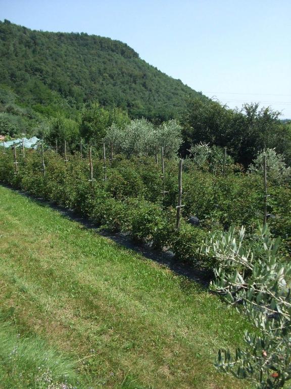 Agriturismo Cascina Rossano 프로바글리오디세오 외부 사진